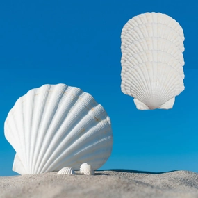 20PCS Scallop Shells Crafts 4''-5'' Large Beach Natural Scallop Shells, for Baking Shells, Crafts DIY Painting Beaching Wedding Decoration