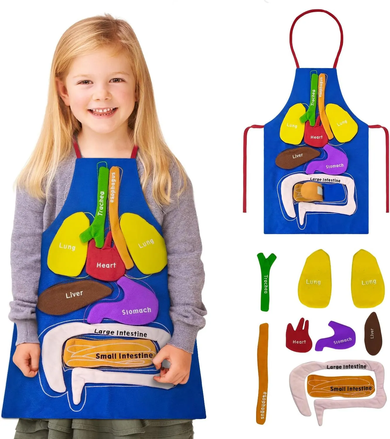3D Organs Apron, Anatomy for Kids Apron Body Parts Organs Educational Toys, Soft Disassembled Internal Organs Plush Model for Home Preschool Teaching Aid Boy Gir