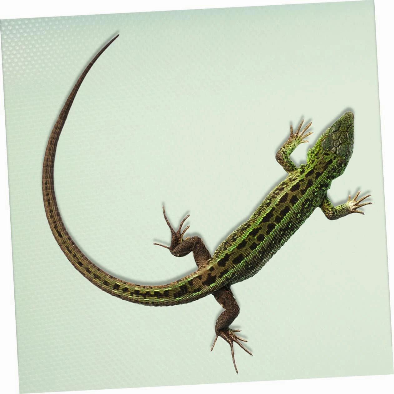 Large Reptile Carpet Mat Reptile Crawler Bedding Eva Material Snake Bedding Bearded Dragon Tank Background Liner 45x150cm Green