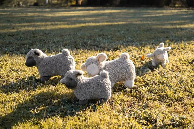 Lucy The Lamb