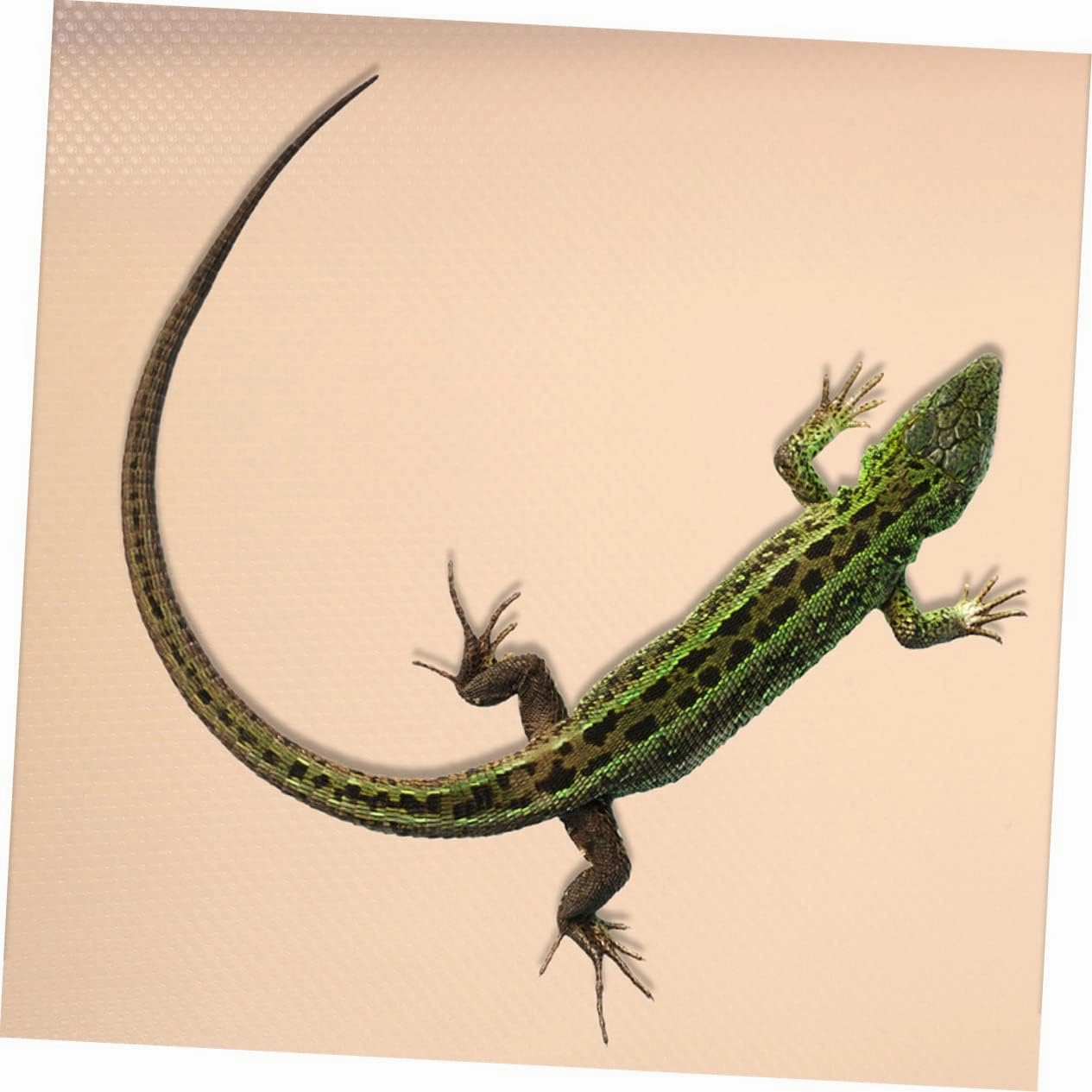 Milisten Bearded Dragon Bedding 45x150cm Reptile Carpet Snake Terrarium Liner Eva Material Non-Slip Gecko Tank m